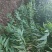 占地桃树规格齐全