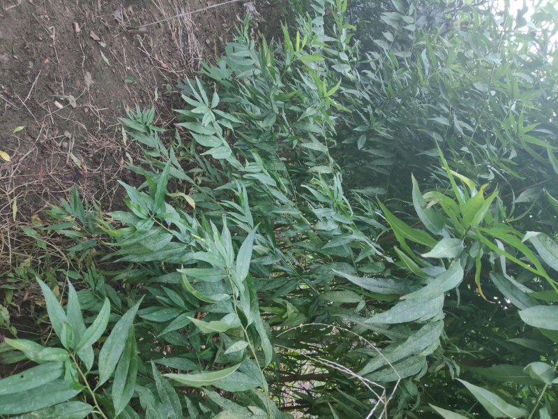 占地桃树规格齐全
