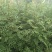 花椒苗规格齐全