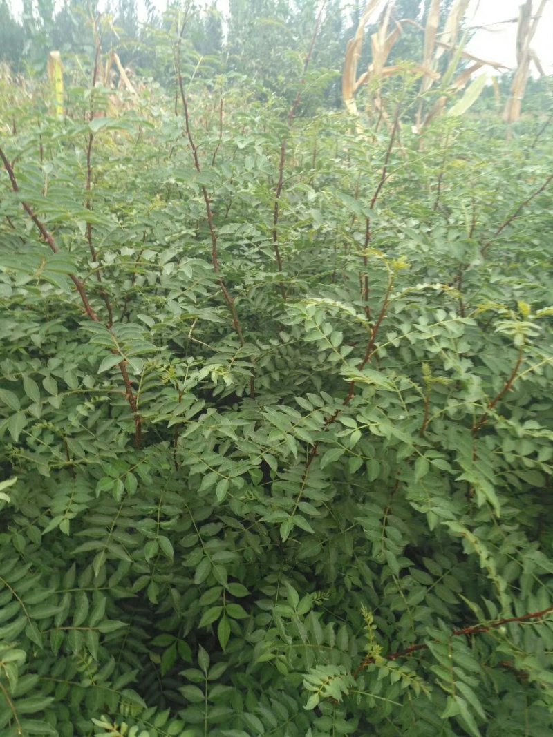 花椒苗规格齐全