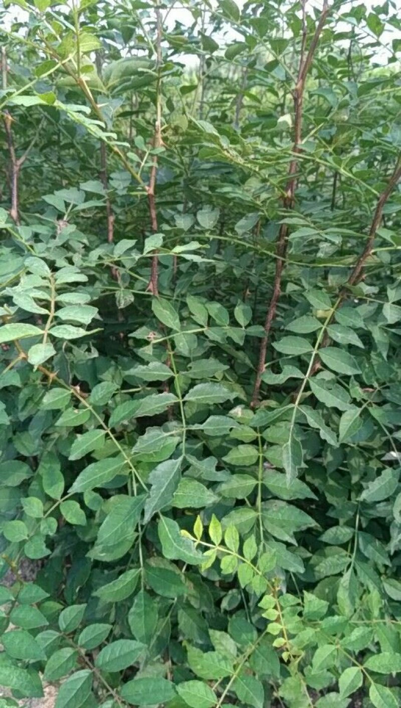 花椒苗规格齐全
