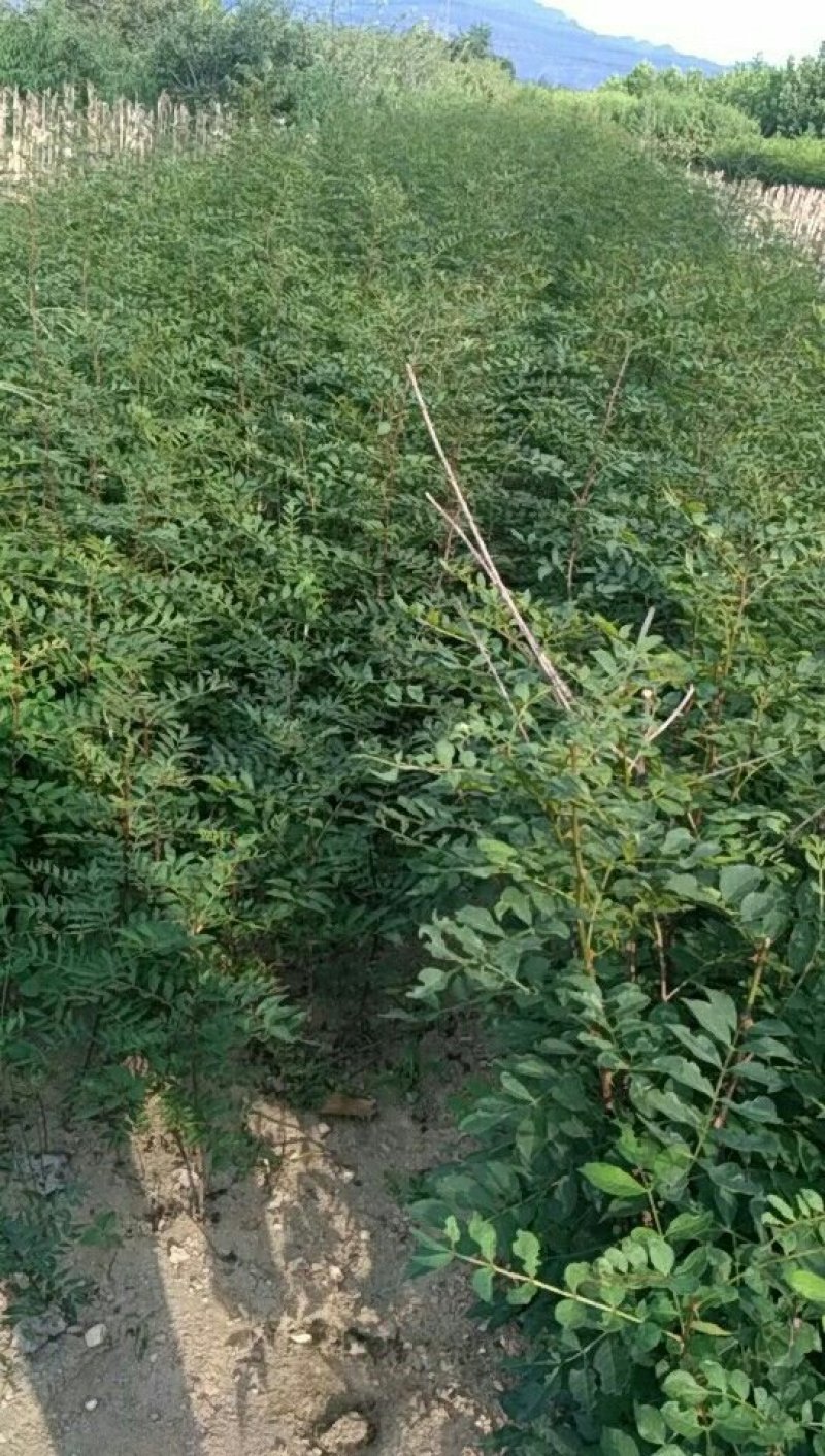 花椒苗规格齐全
