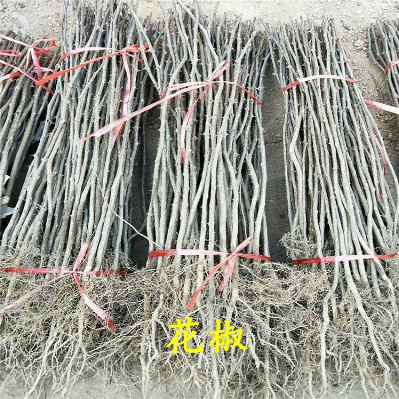 花椒苗规格齐全