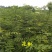 花椒苗规格齐全