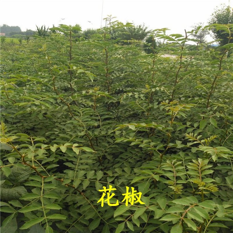 花椒苗规格齐全