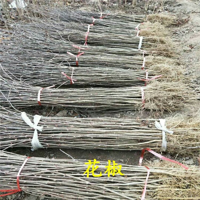 花椒苗规格齐全