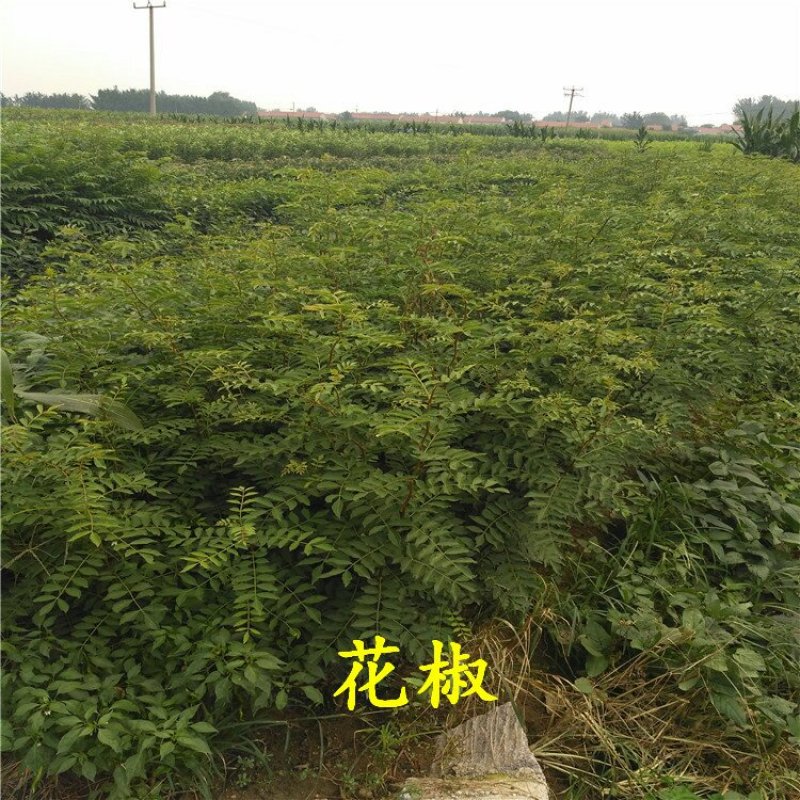 花椒苗规格齐全