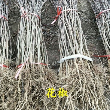 花椒苗规格齐全
