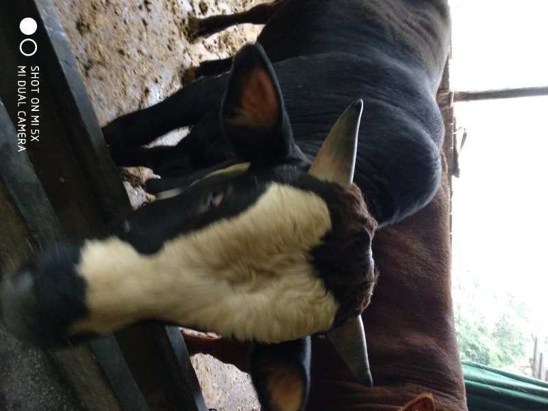 西门塔尔牛1000斤以上