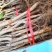 1.5公分2公分3公分甜红子山楂苗甜山楂树苗