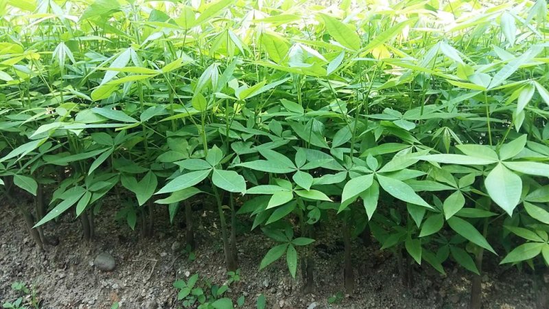 发财树苗，基地直销，量大从优