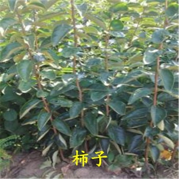 柿子苗阳丰富有次郎脆甜黑柿