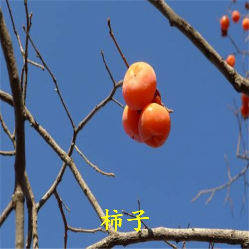 柿子苗阳丰富有次郎脆甜黑柿