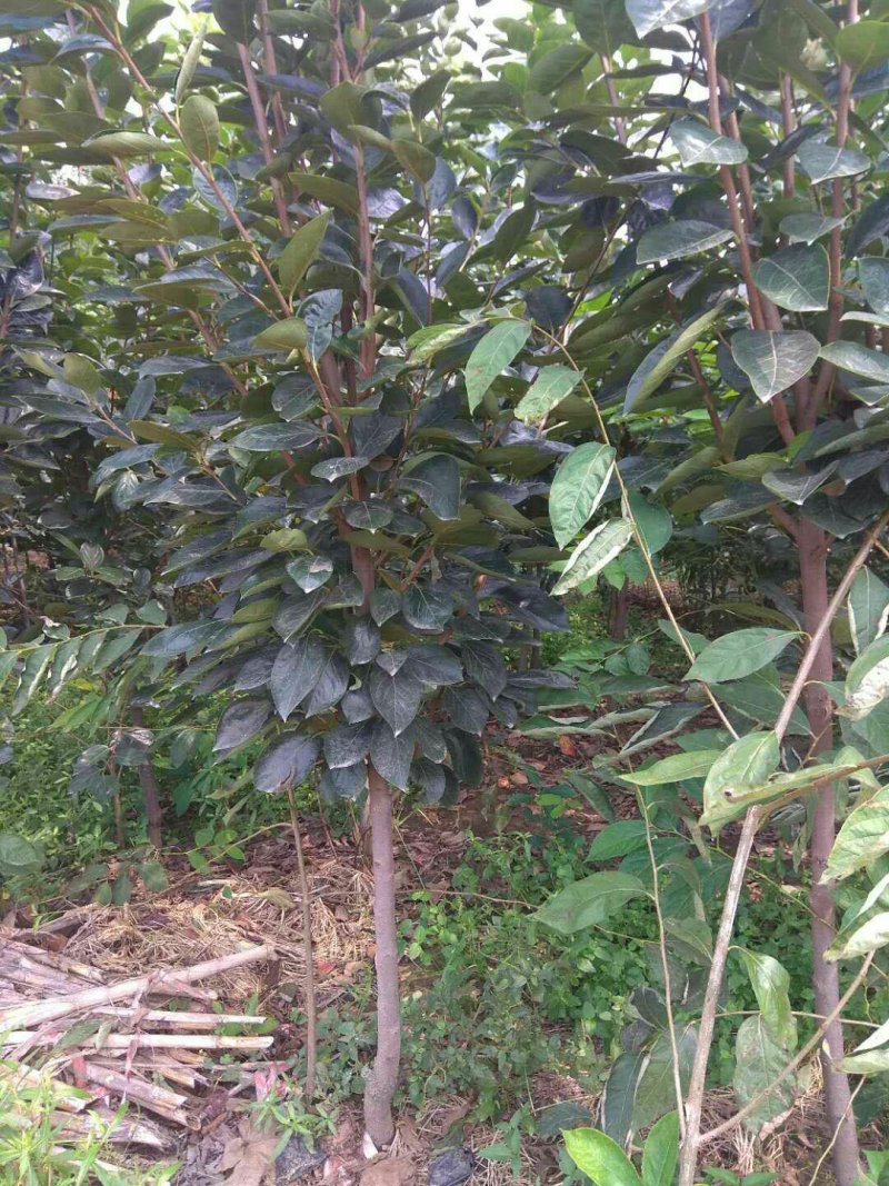 柿子苗阳丰富有次郎脆甜黑柿