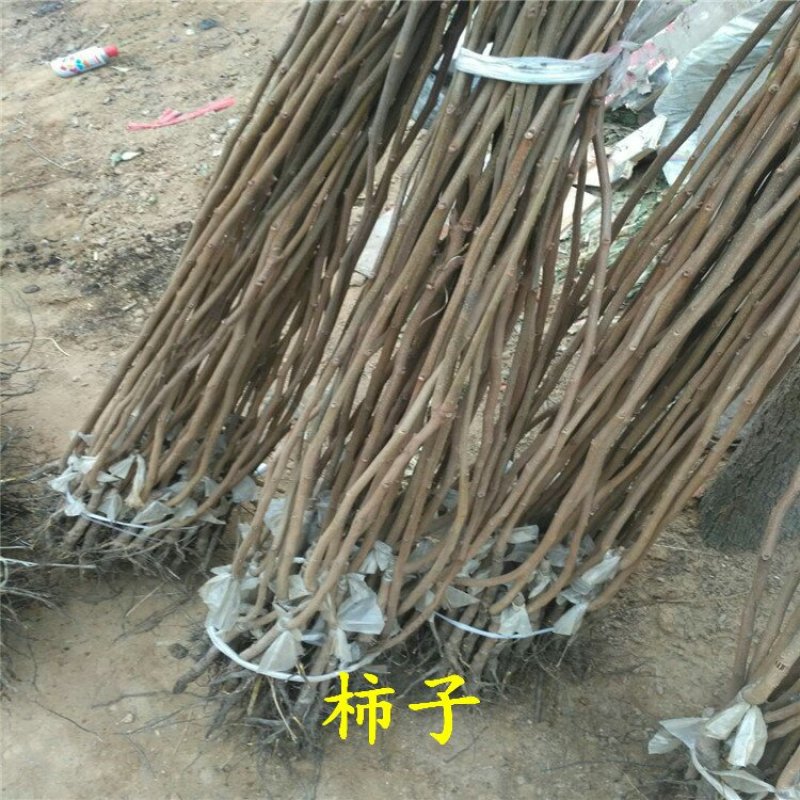 柿子苗阳丰富有次郎脆甜黑柿
