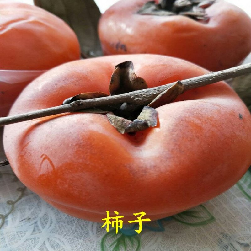 柿子苗阳丰富有次郎脆甜黑柿
