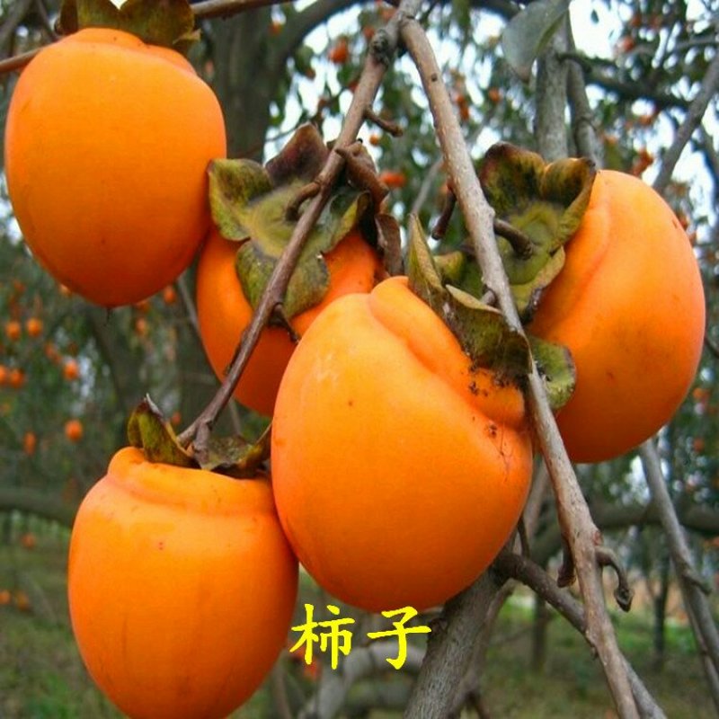 柿子苗阳丰富有次郎脆甜黑柿
