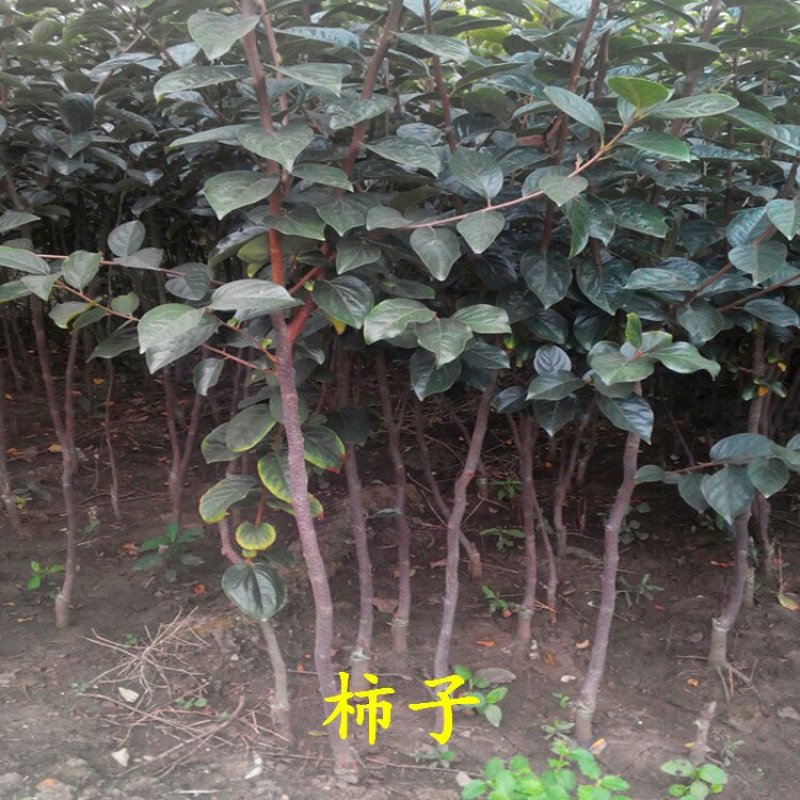 柿子苗阳丰富有次郎脆甜黑柿