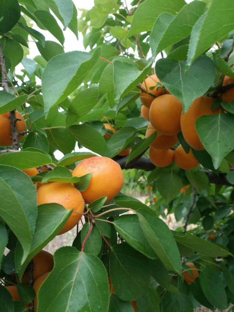 杏树苗丰园红金太阳凯特珍珠油杏
