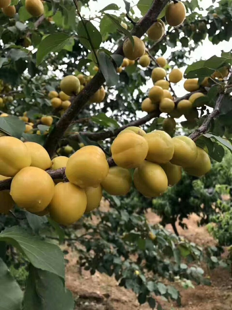 杏树苗丰园红金太阳凯特珍珠油杏
