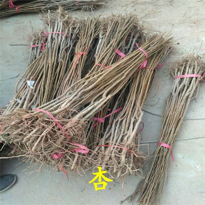 杏树苗丰园红金太阳凯特珍珠油杏