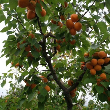 杏树苗丰园红金太阳凯特珍珠油杏