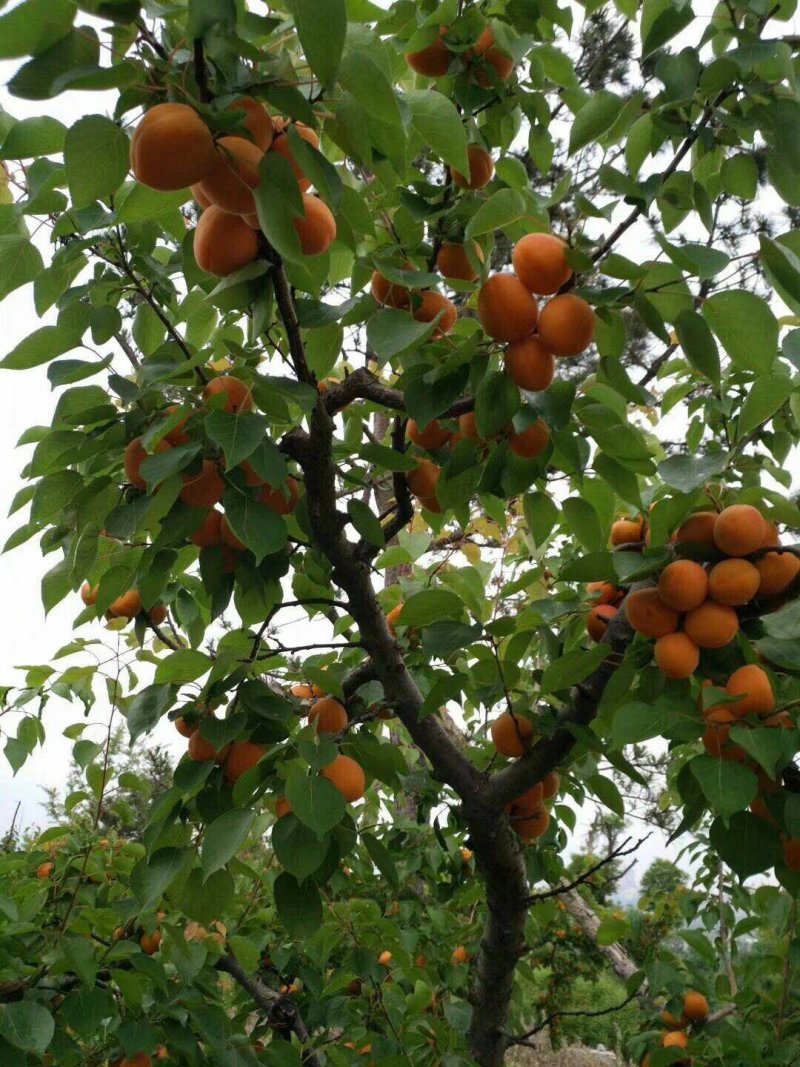 杏树苗丰园红金太阳凯特珍珠油杏