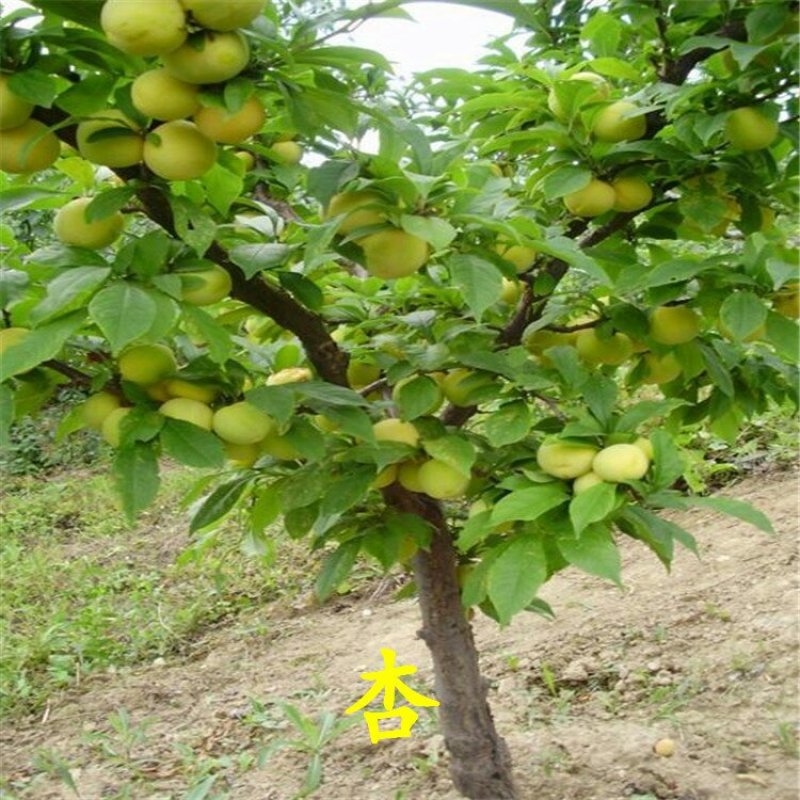 杏树苗丰园红金太阳凯特珍珠油杏