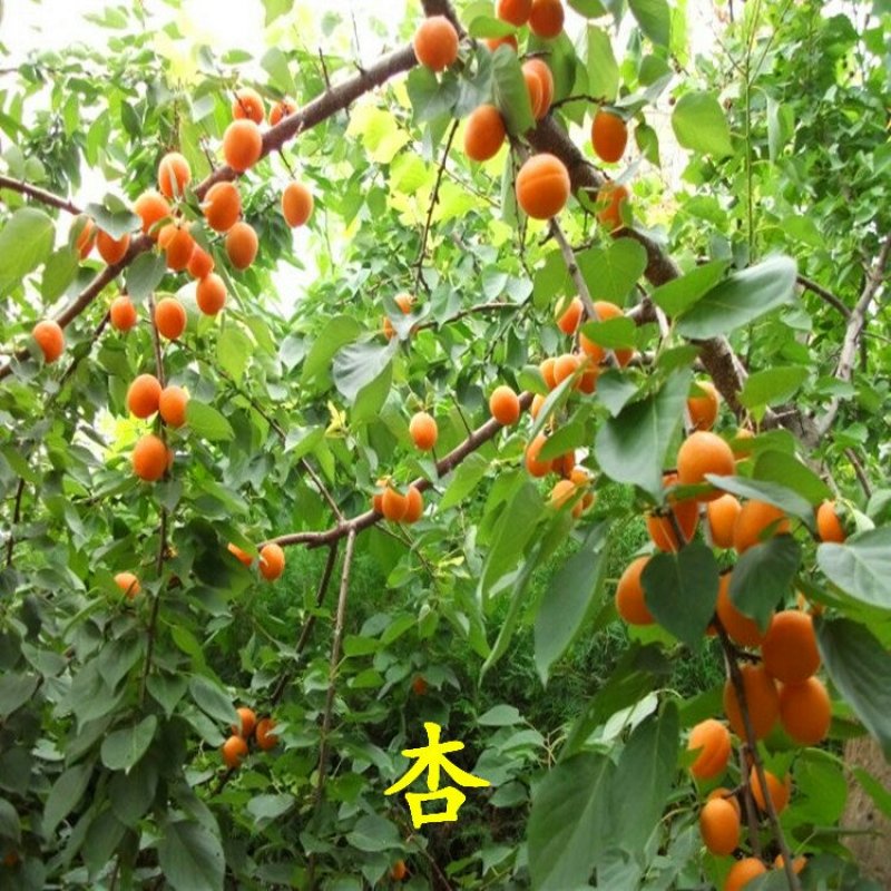 杏树苗丰园红金太阳凯特珍珠油杏