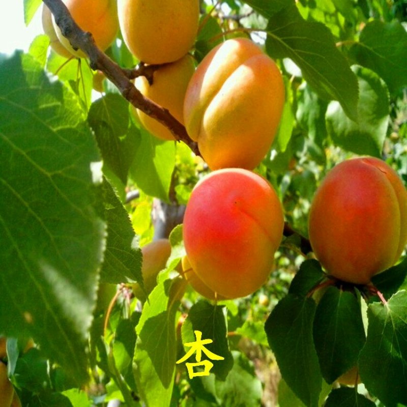 杏树苗丰园红金太阳凯特珍珠油杏