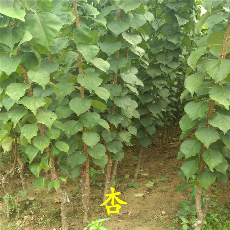 杏树苗丰园红金太阳凯特珍珠油杏