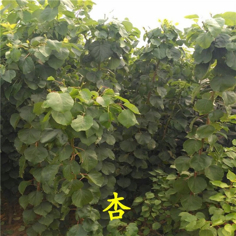 杏树苗丰园红金太阳凯特珍珠油杏