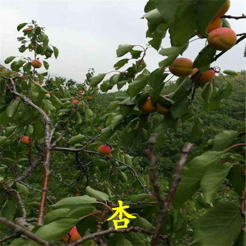 杏树苗丰园红金太阳凯特珍珠油杏