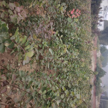 黄栌黄栌小苗