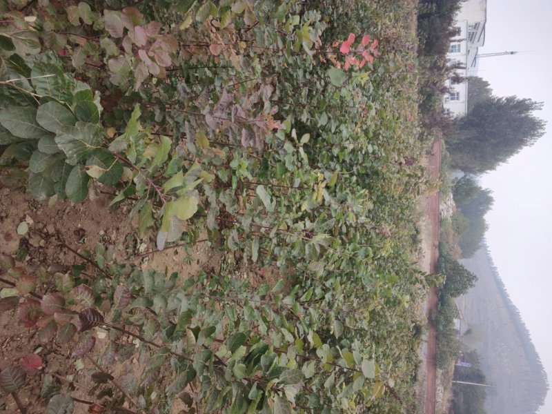 黄栌黄栌小苗