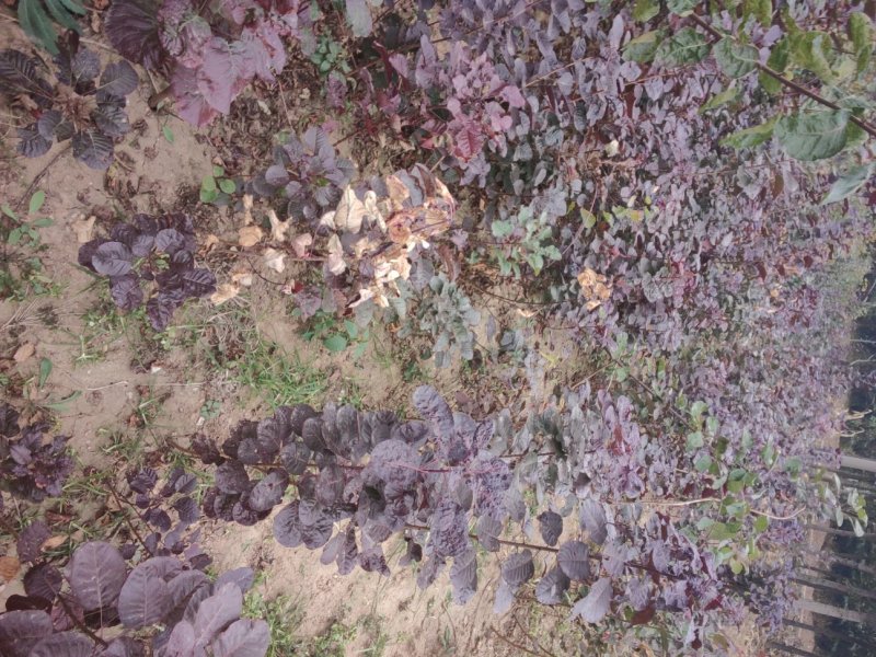 黄栌黄栌小苗