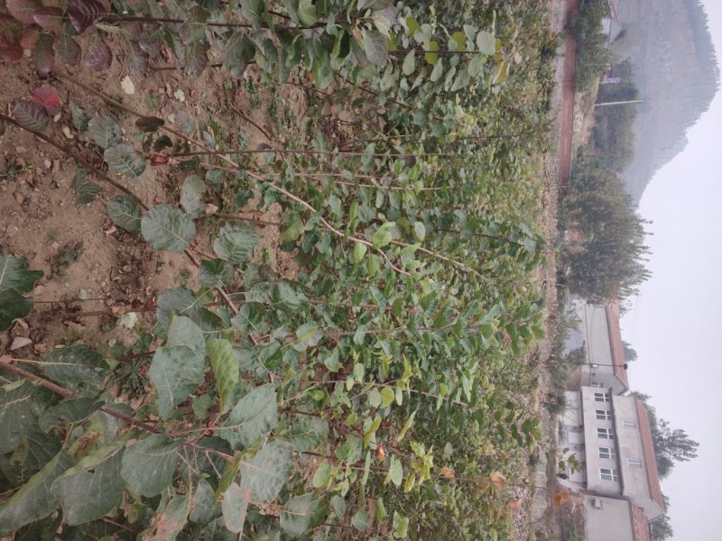 黄栌黄栌小苗