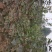 黄栌黄栌小苗