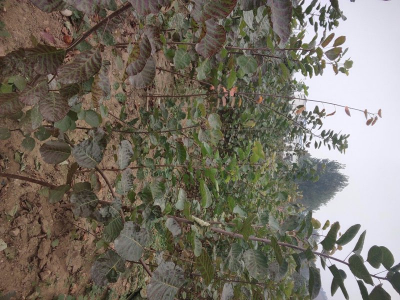 黄栌黄栌小苗