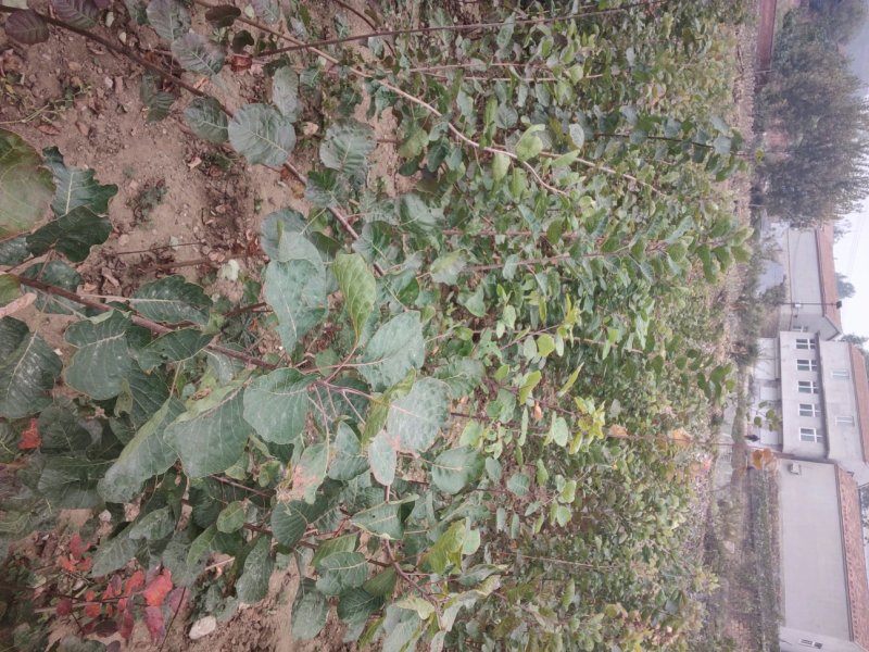 黄栌黄栌小苗