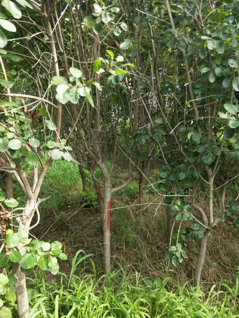 黄栌黄栌小苗