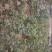 黄栌黄栌小苗