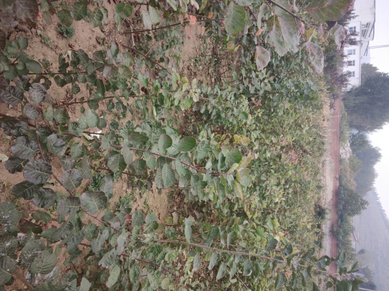 黄栌黄栌小苗