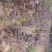 黄栌黄栌小苗