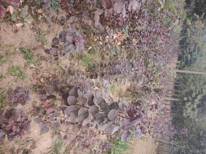 黄栌黄栌小苗
