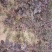 黄栌黄栌小苗