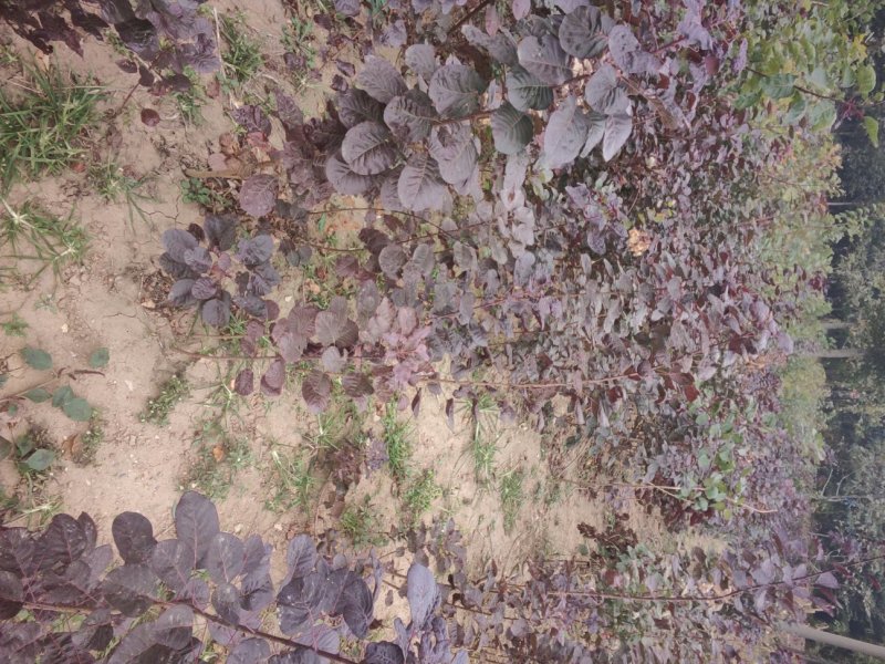 黄栌黄栌小苗