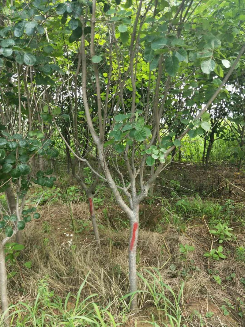 黄栌黄栌小苗