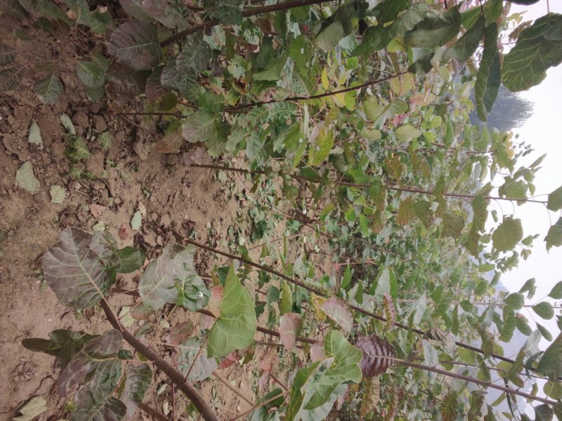 黄栌黄栌小苗