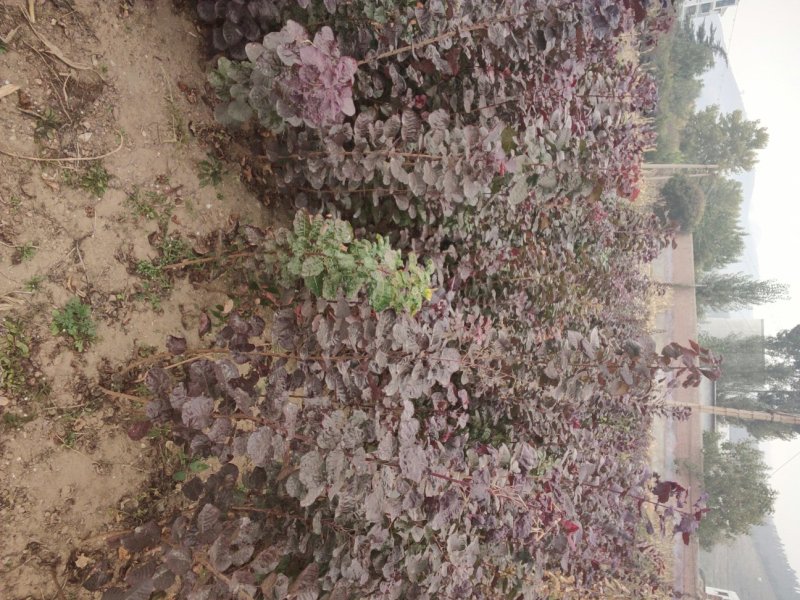 黄栌黄栌小苗